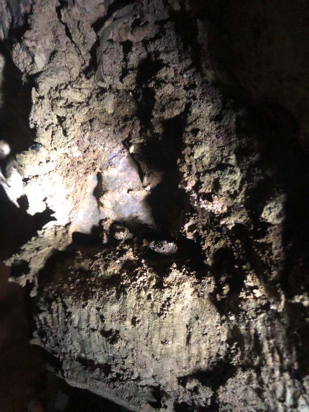 珠海白蚁危害现场:门框被咬烂地板被咬空 3至7月是白蚁繁殖高峰(图1) 珠海白蚁危害现场:门框被咬烂地板被咬空 3至7月是白蚁繁殖高峰(图1)