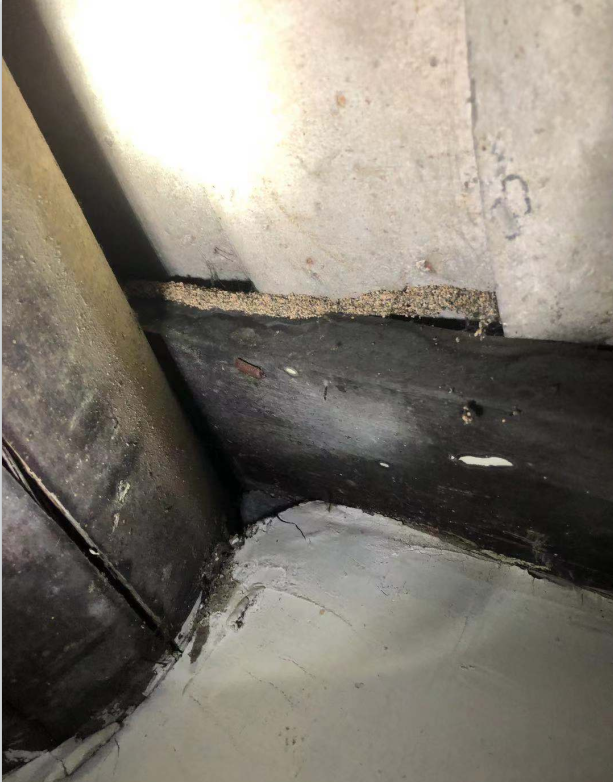 珠海建筑散白蚁防治方法的分享 及 木地板白蚁防治(图3)
