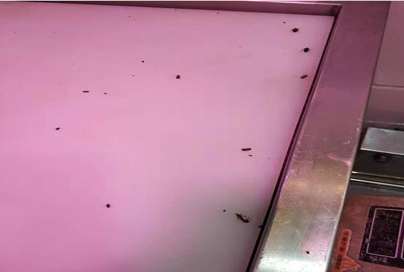珠海 金鼎 金湾 唐家 红旗 横琴 斗灭 除四害灭蟑螂厂家- 格兰云天灭虫技术(图3)