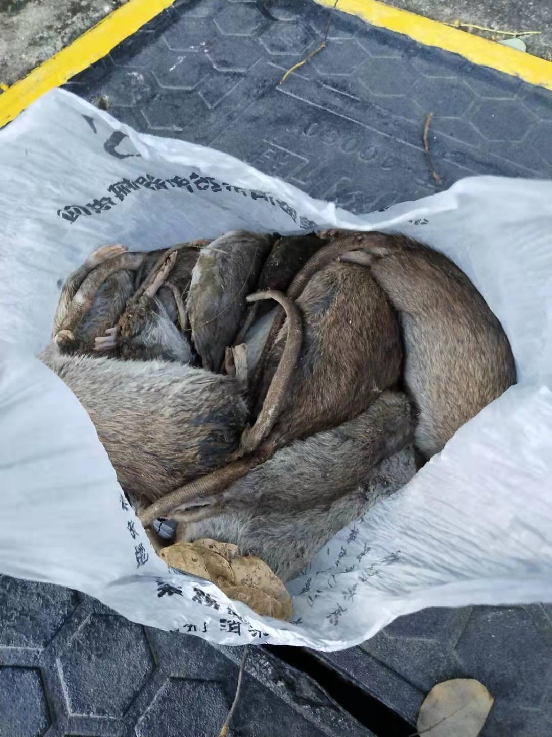 深圳布吉学校杀虫灭鼠_欢迎来电