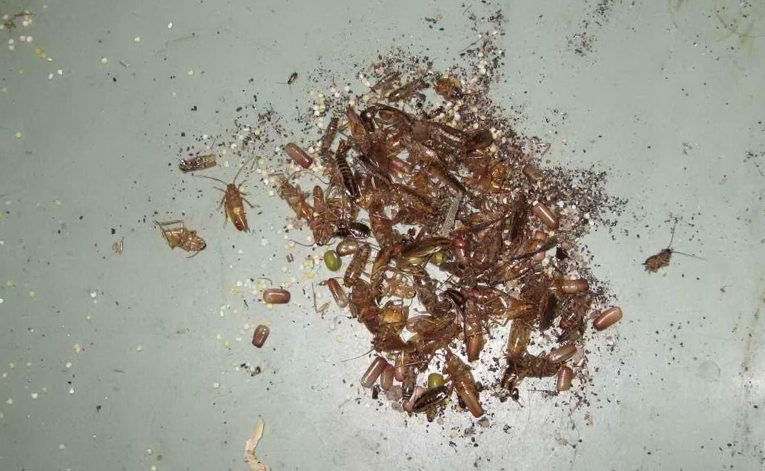 深圳南山区如何快速消灭蟑螂-效率快