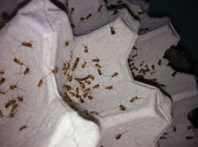 深圳南山区如何快速消灭蟑螂-效率快
