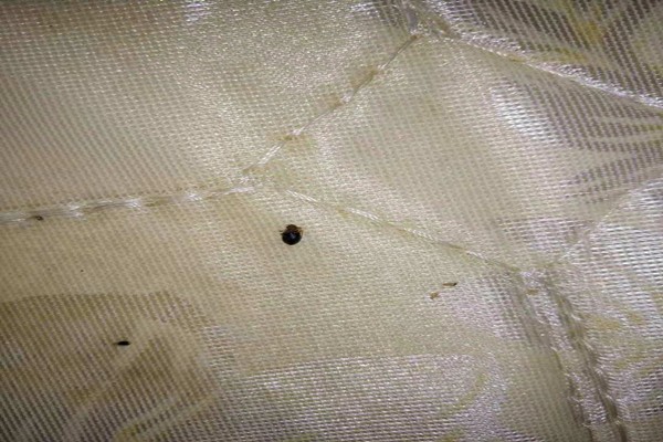 惠州如何灭臭虫_防治臭虫