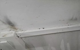 惠州如何灭臭虫_防治臭虫