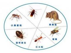 三灶除老鼠妙招