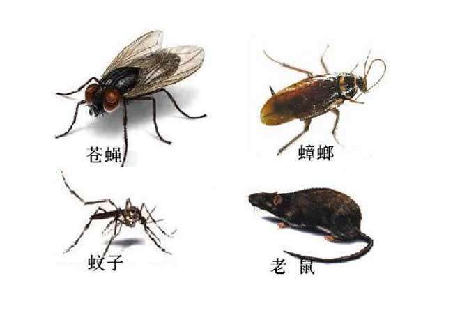 香洲灭蟑螂哪里有,高新区灭蟑螂 香洲灭蟑螂哪里有,高新区灭蟑螂