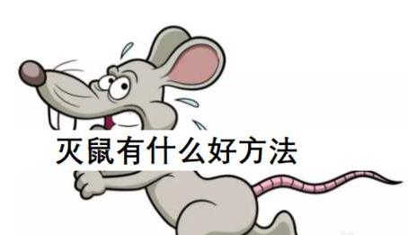 珠海灭鼠 珠海灭鼠