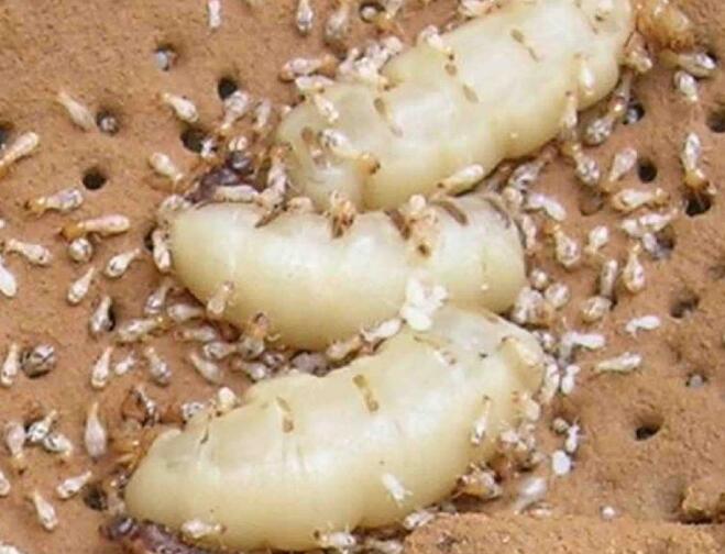 重庆白蚁灭治公司