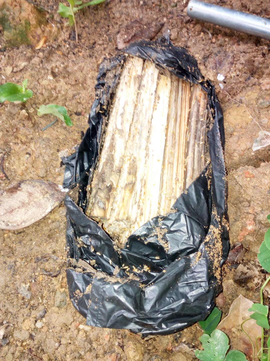 博罗家庭白蚁防治