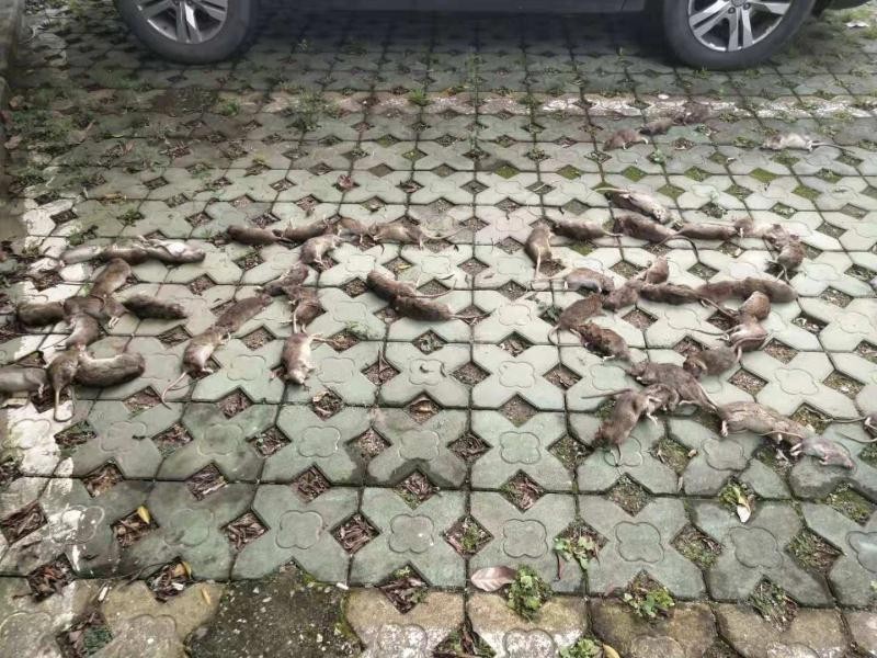 深圳东晓工厂灭鼠这家好