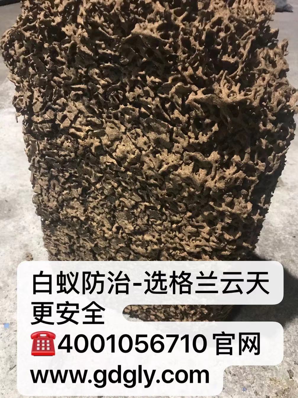 珠海别墅白蚁防治 珠海别墅白蚁预防 珠海白蚁防治方法-珠海格兰云天灭虫技术有限公司   (图2)