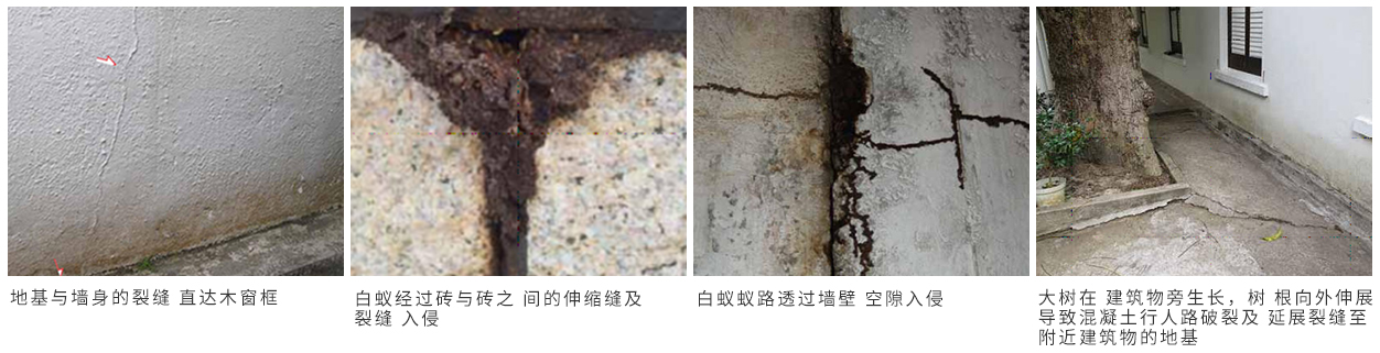 珠海别墅白蚁防治 珠海别墅白蚁预防 珠海白蚁防治方法-珠海格兰云天灭虫技术有限公司   (图7)