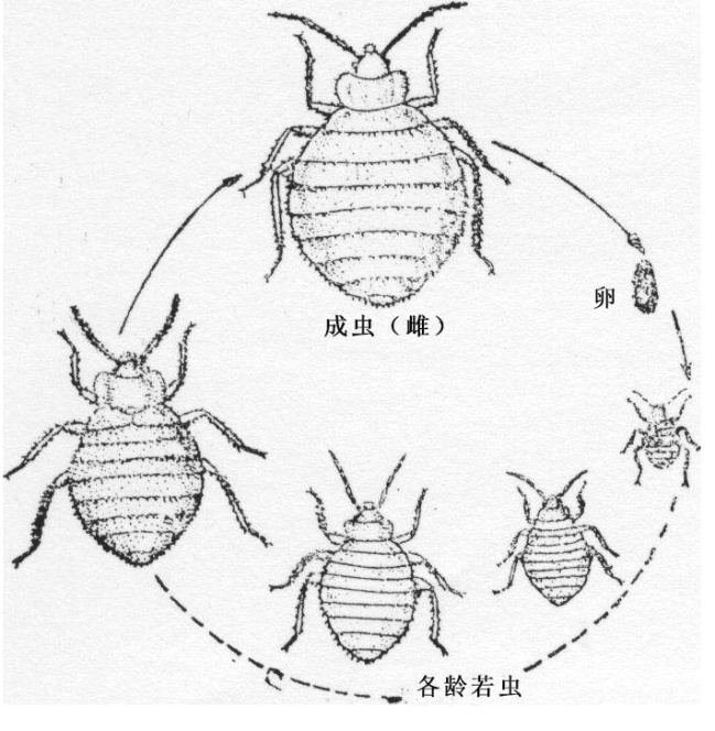 臭虫