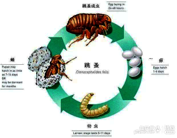 跳蚤
