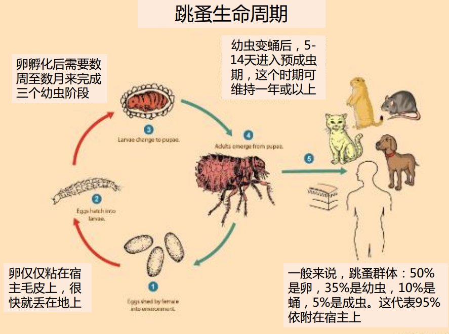 跳蚤