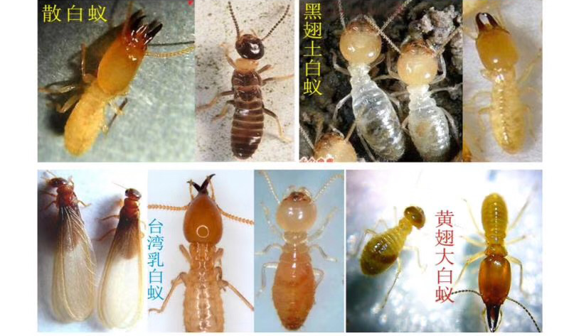 图片36.png