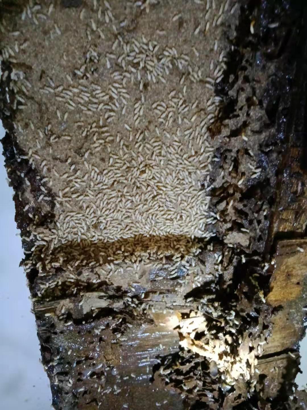 珠海商场杀虫灭鼠技术方案--彩九九